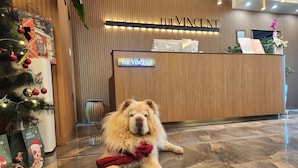 A reception desk with a sign reading "THE VINCENT" and a fluffy dog lying on the floor in front of a Christmas tree. - Jeonju Hotel The Vincent (Jeonju)