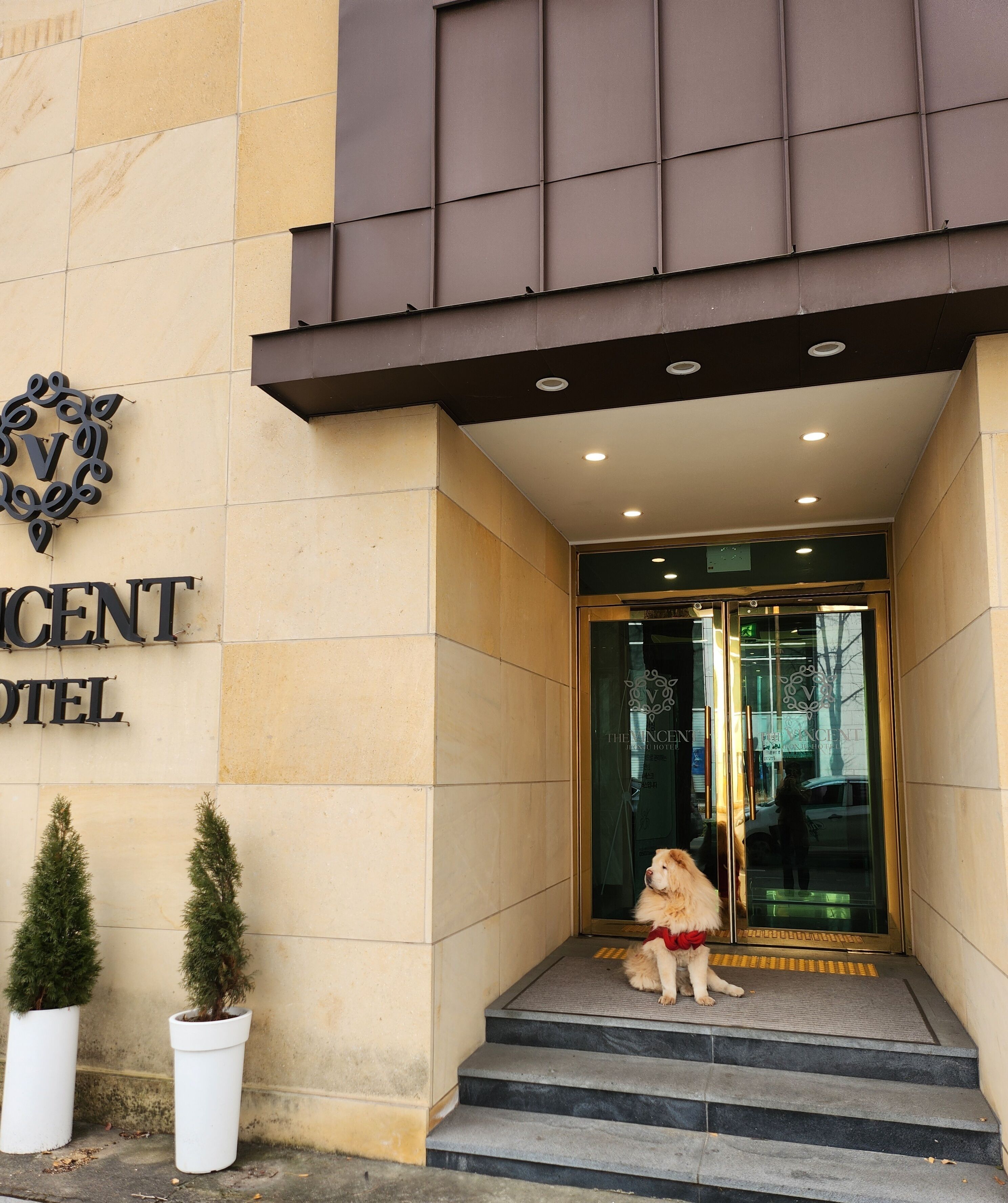 The entrance to the Vincent Hotel with a dog sitting on the steps.