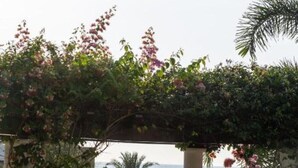A pool area with a pergola covered in flowering vines, a clear view of the pool, and a palm tree in the background. - The Sultan Palace Beach Retreat Three-Bedroom Villa (Kikambala, Mombasa)