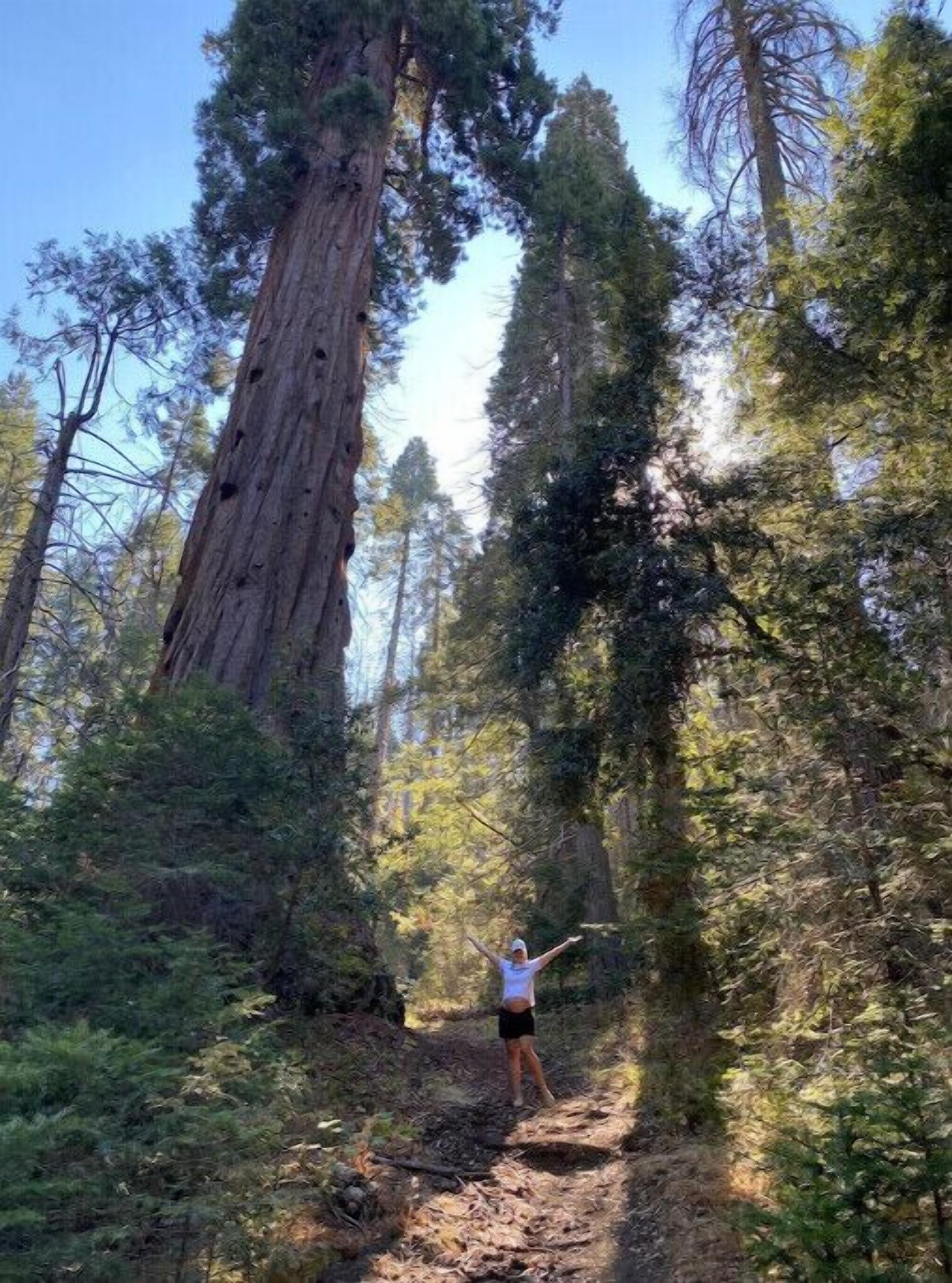 A person standing on a forest trail with tall trees, including a prominent redwood tree.