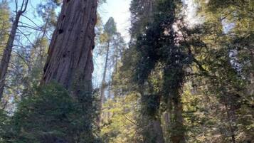 A person standing on a forest trail with tall trees, including a prominent redwood tree.
