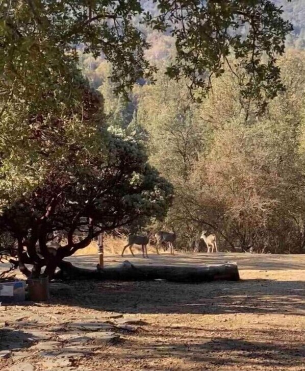 A natural outdoor setting with trees and a log.