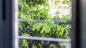 Uma janela com vista para um edifício com várias varandas e um conjunto denso de arbustos verdes.
