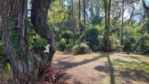 A forested area with a dirt path, dense greenery, and a large tree trunk.