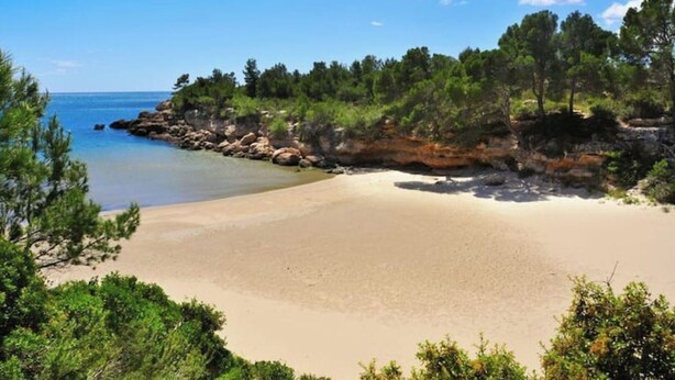 Ein Strand mit klarem, blauem Wasser, sandigem Ufer und üppigen, grünen Bäumen.