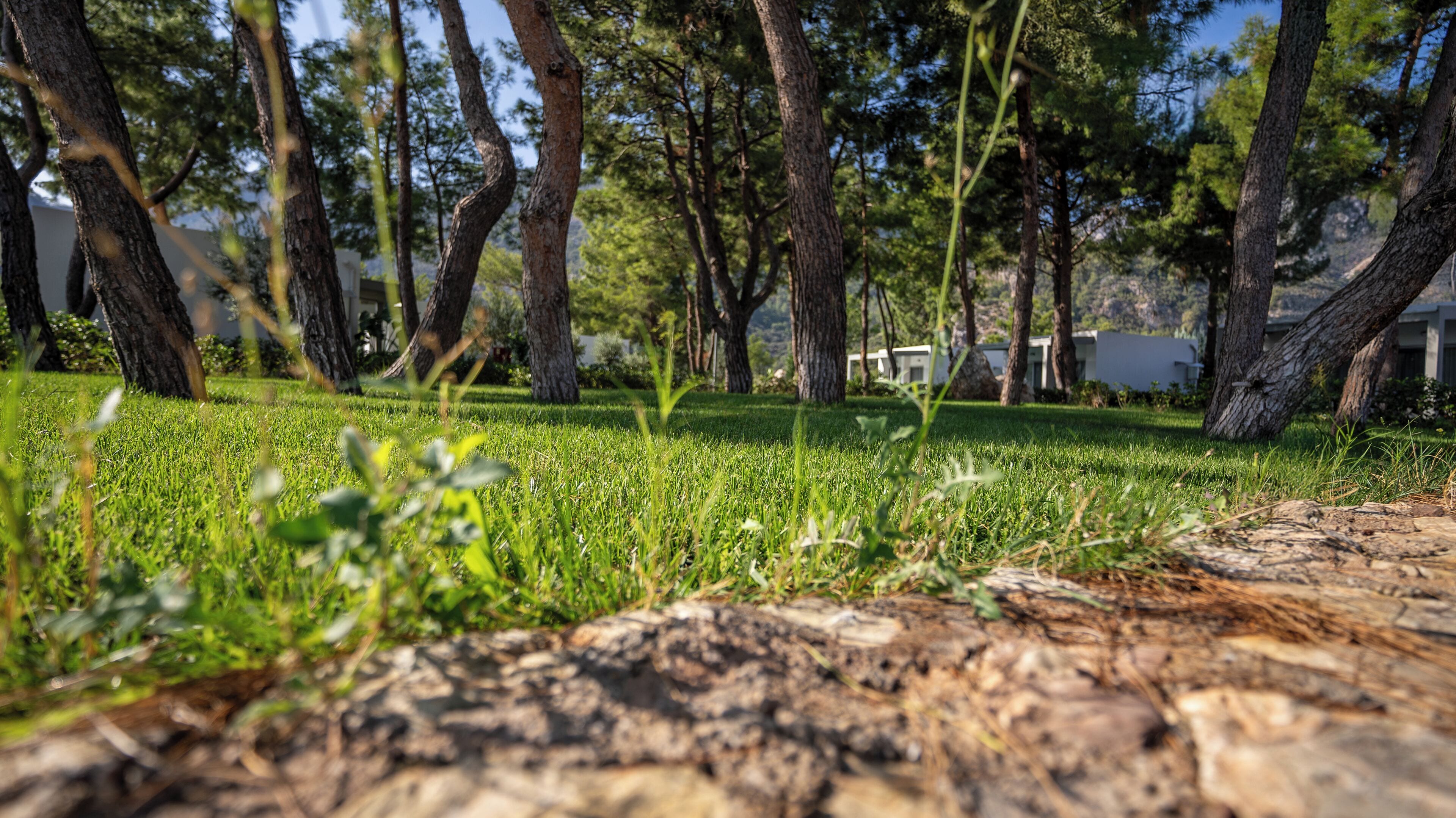 A grassy area with trees and a stone pathway.