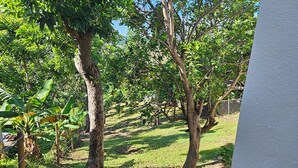 Ein Garten mit Bäumen und einem Zaun.