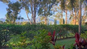 A garden with various plants and trees.