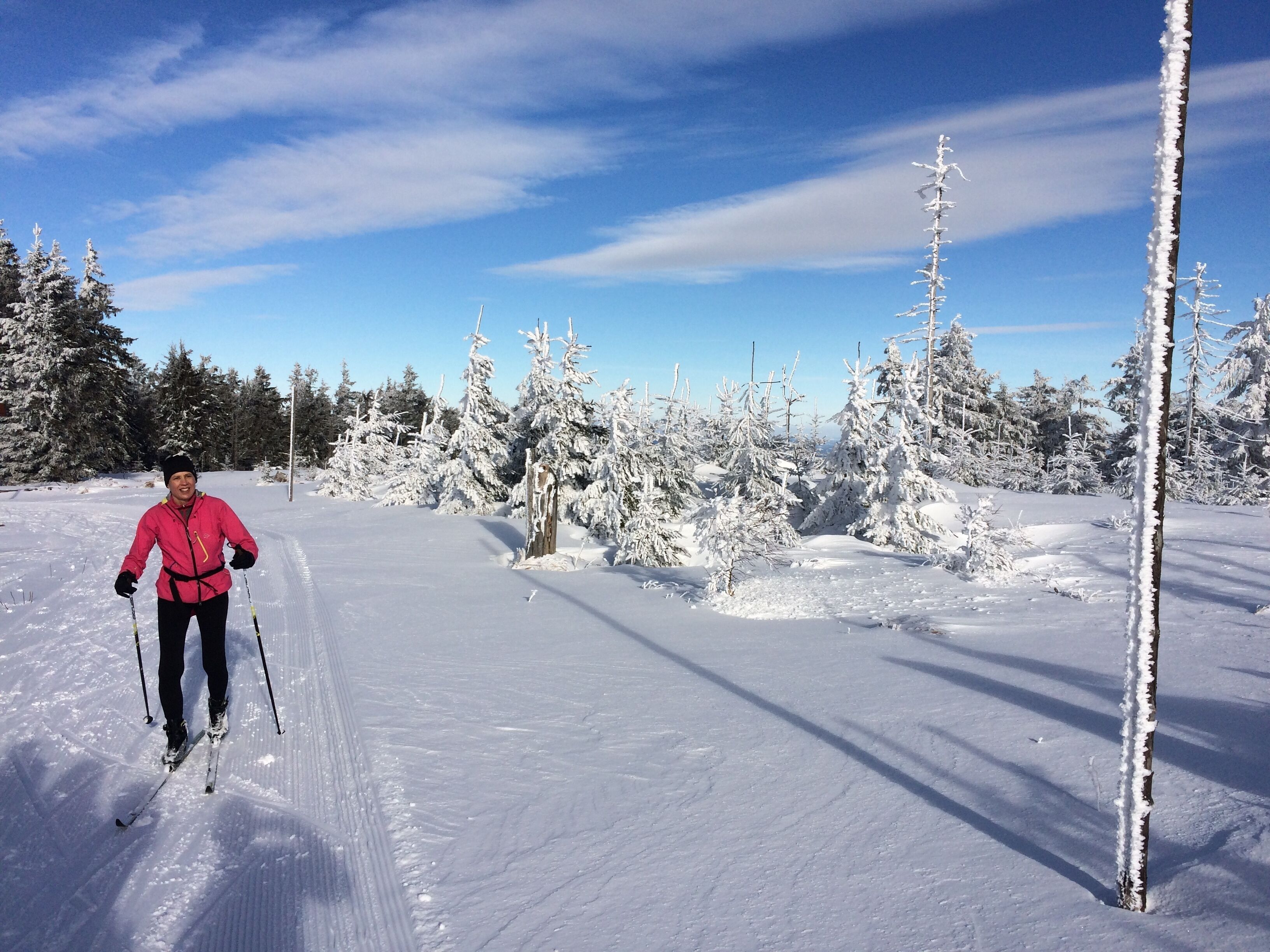 A person cross-country skiing in a snowy forest.