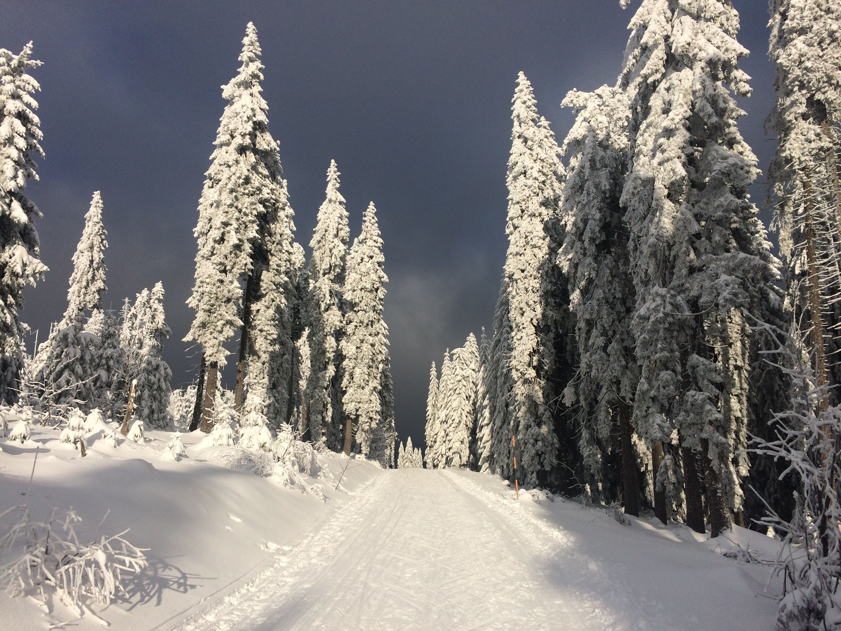 Una carretera cubierta de nieve, bordeada por altos árboles cargados de nieve.