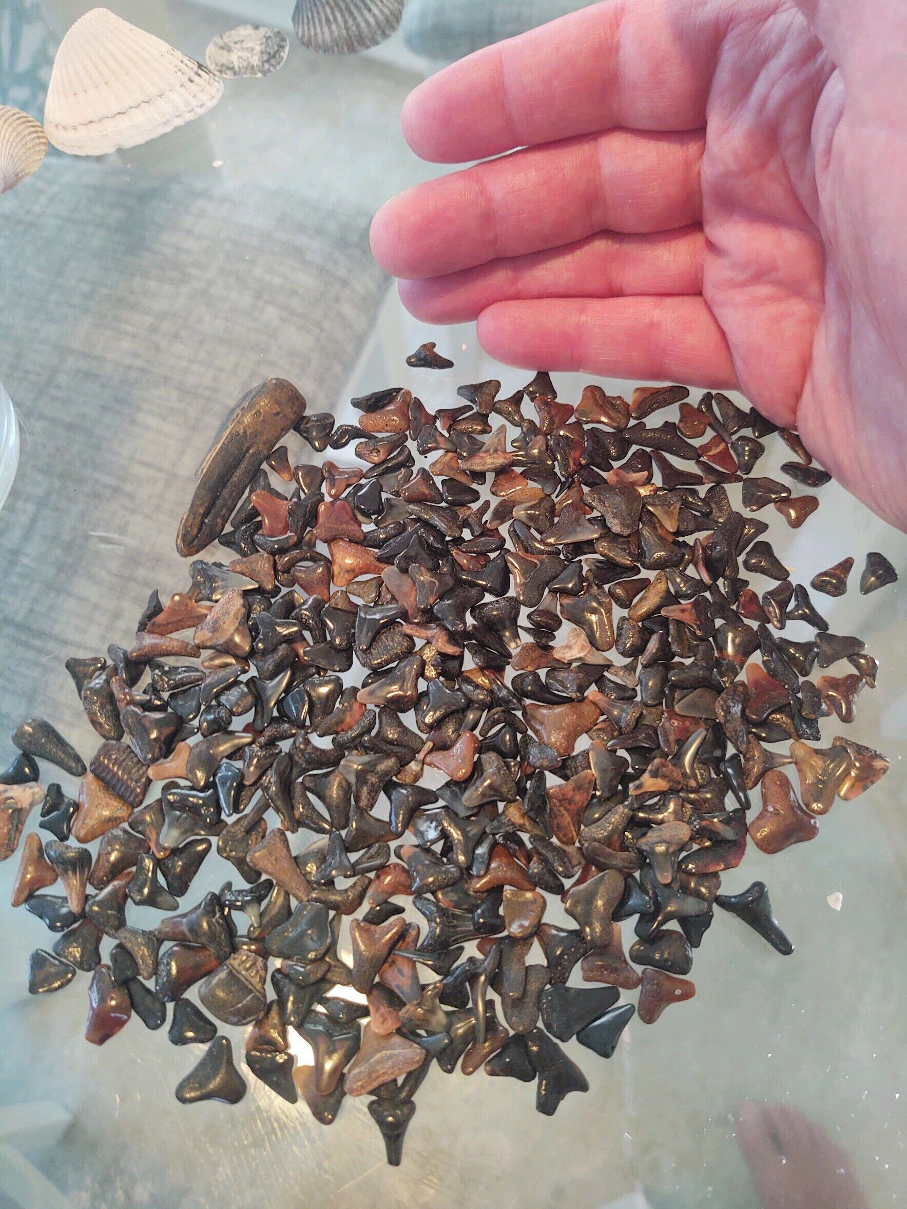 Une main tenant une collection de dents de requin fossilisées.