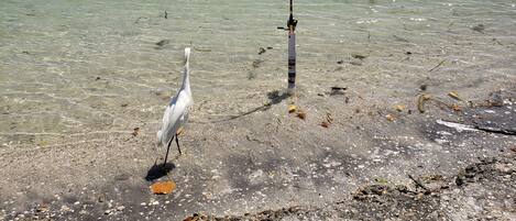 A waterfront property with a clear view of the water, a fishing rod, and a bird on the shore.