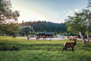 Overnattingsstedets uteområder