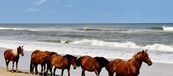 *New* Oceanside,Pool,Walk 2 the beach,No Stairs