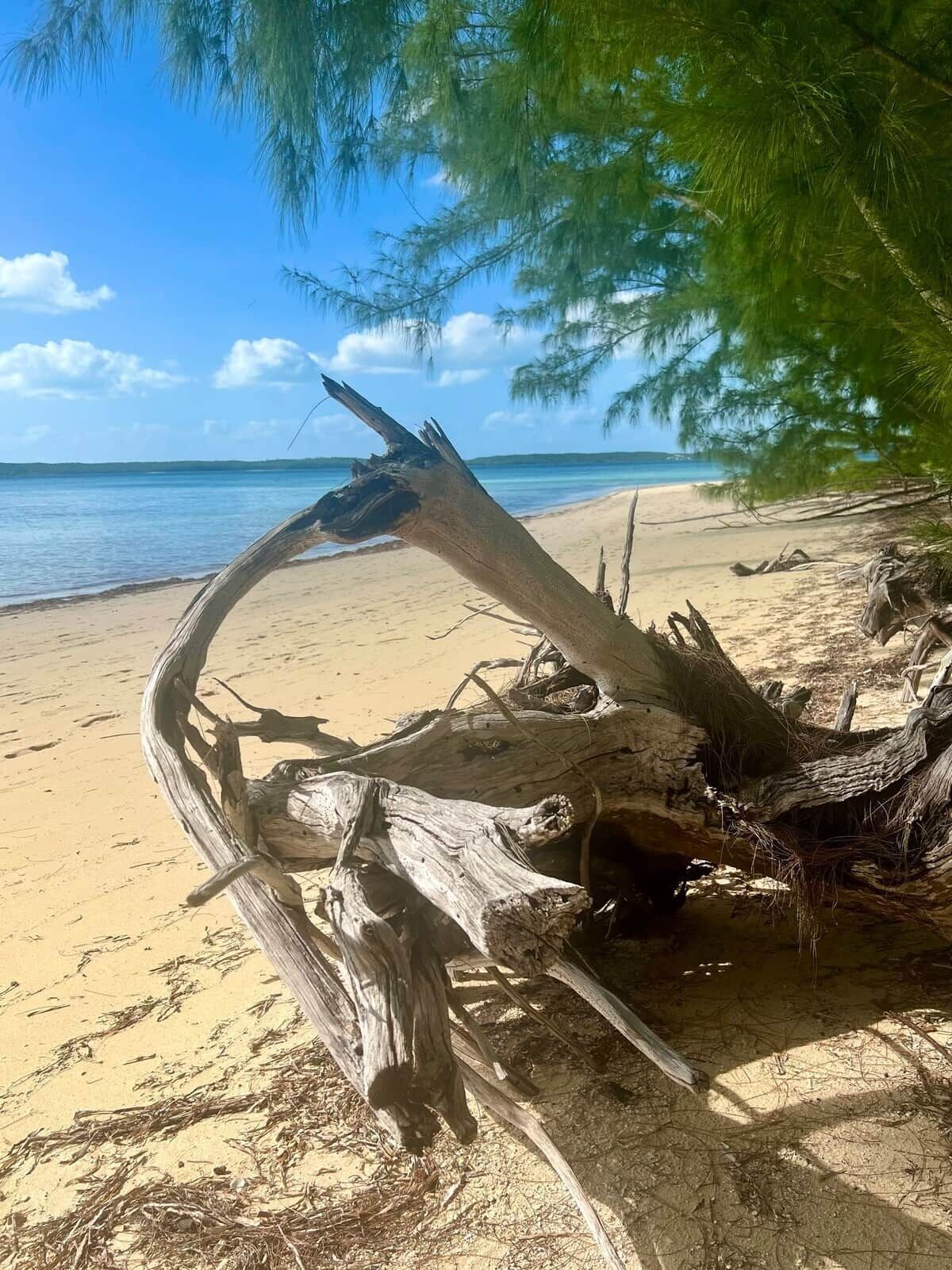 A beach with a fallen tree trunk, clear blue sky, and calm ocean.