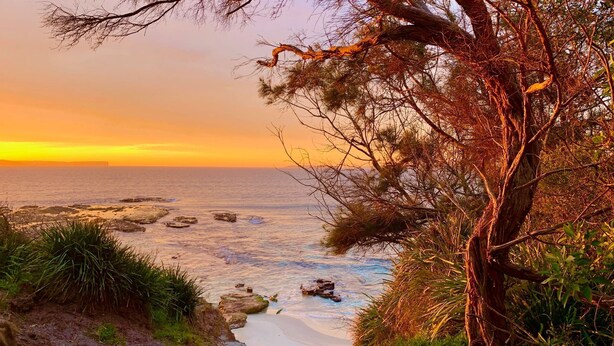 A coastal landscape with a tree in the foreground, a sandy beach, and the ocean.