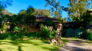 A residential area with a house, lush greenery, and kangaroos grazing.