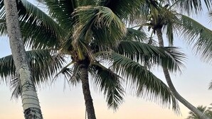 A wooden fence with lush green foliage, palm trees, and a view of the ocean at sunset.