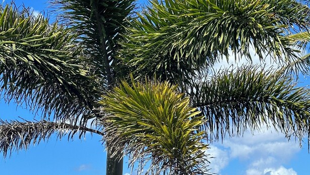 A wooden fence, a palm tree, and a view of the ocean.