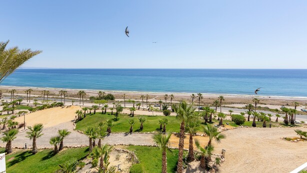 Vistes a una platja amb palmeres, sorra i l'oceà.