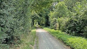 A narrow, gravel road flanked by dense greenery and trees.