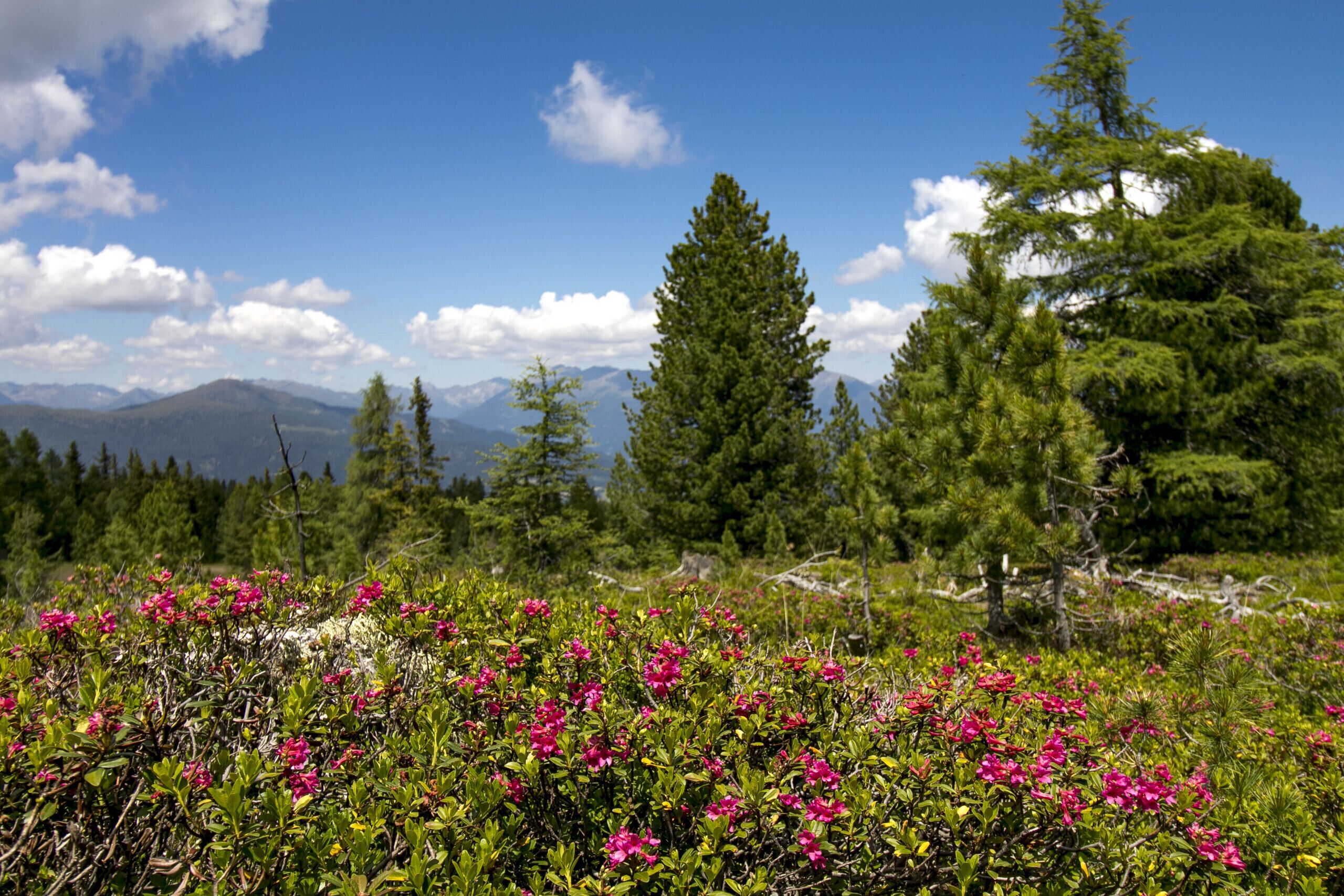 Un paysage montagneux, avec de vastes forêts et, au premier plan, de magnifiques fleurs roses aux couleurs vives.