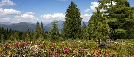Un paysage montagneux, avec de vastes forêts et, au premier plan, de magnifiques fleurs roses aux couleurs vives.