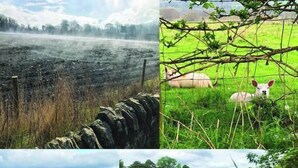 Un campo con un muro de piedra, un campo verde con una cerca, un campo de flores amarillas y una masa de agua con rocas.