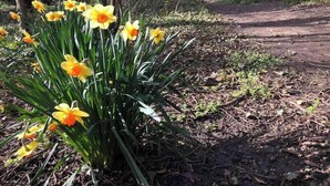 Un área boscosa con un sendero y un grupo de narcisos en primer plano.