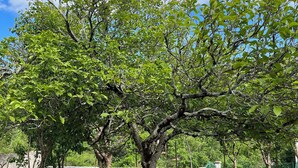 Duas cadeiras vermelhas sob uma árvore em uma área gramada com céu claro.