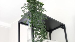 A modern, minimalist room with a black metal shelving unit holding decorative items and a potted plant. - Cozy modern studio apartment – perfect for couples (Pieve A Nievole)