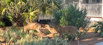 Pet friendly, golf cart included - "The Bailey-Wick”, 294 Tarpon Drive