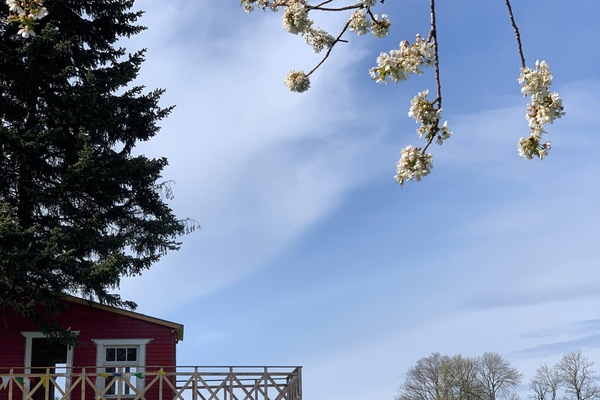 Außenbereich mit großen Baumhaus