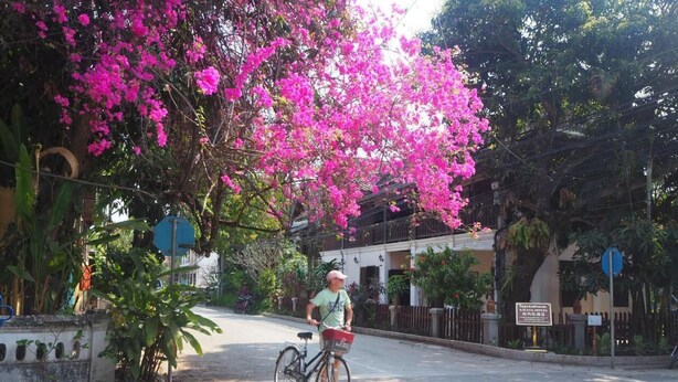 A person riding a bicycle on a street with pink flowers and a building in the background. - Lotus Corner - Heritage B&B (Luang Prabang)