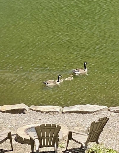 Stardust and Moonlight : Lakefront Condo