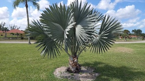 A palm tree with broad leaves in a grassy area with a clear sky. - Ferienvilla Bell Villa Bonita Springs (Bonita Springs)