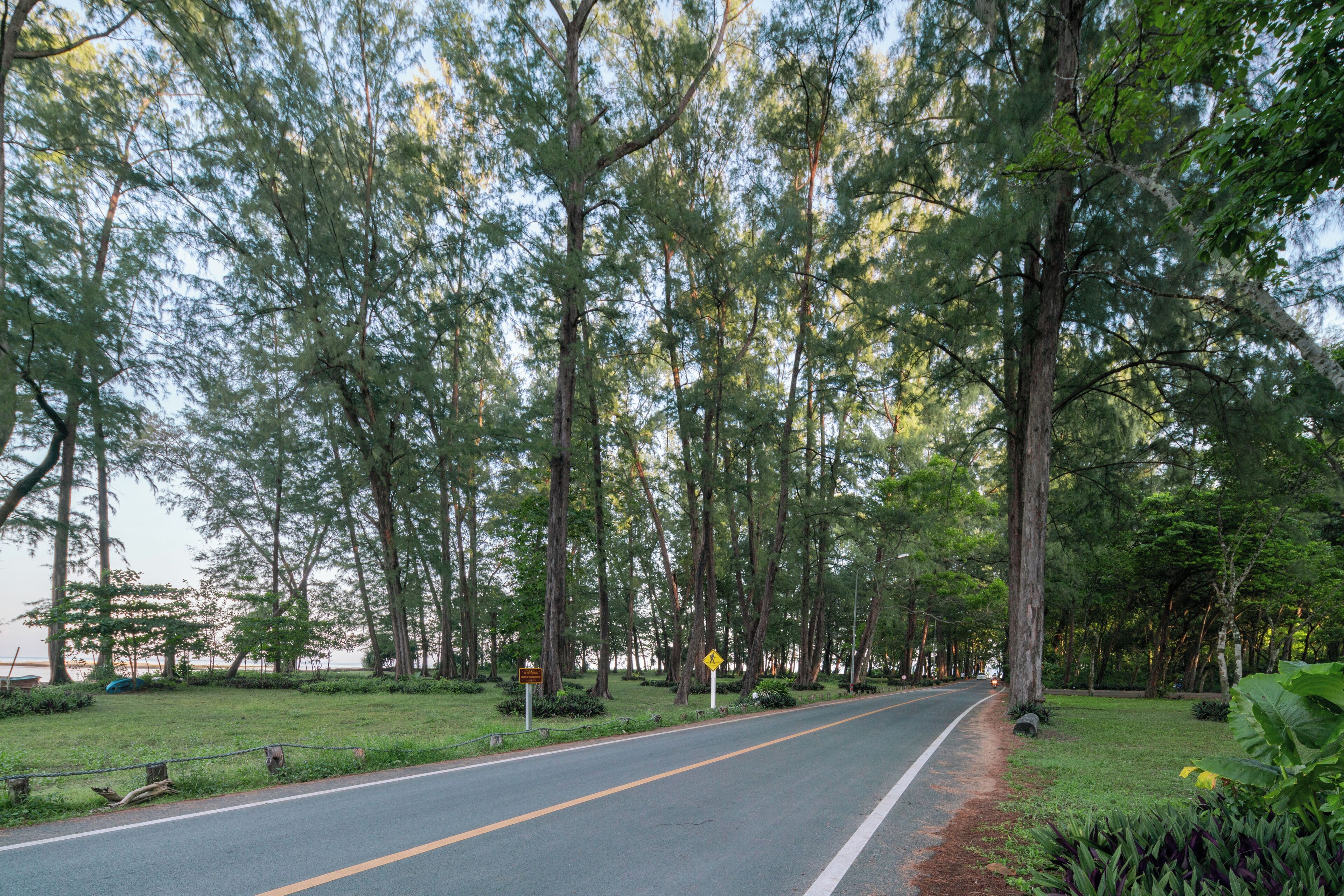 Une route bordée de grands arbres et une zone herbeuse d’un côté.