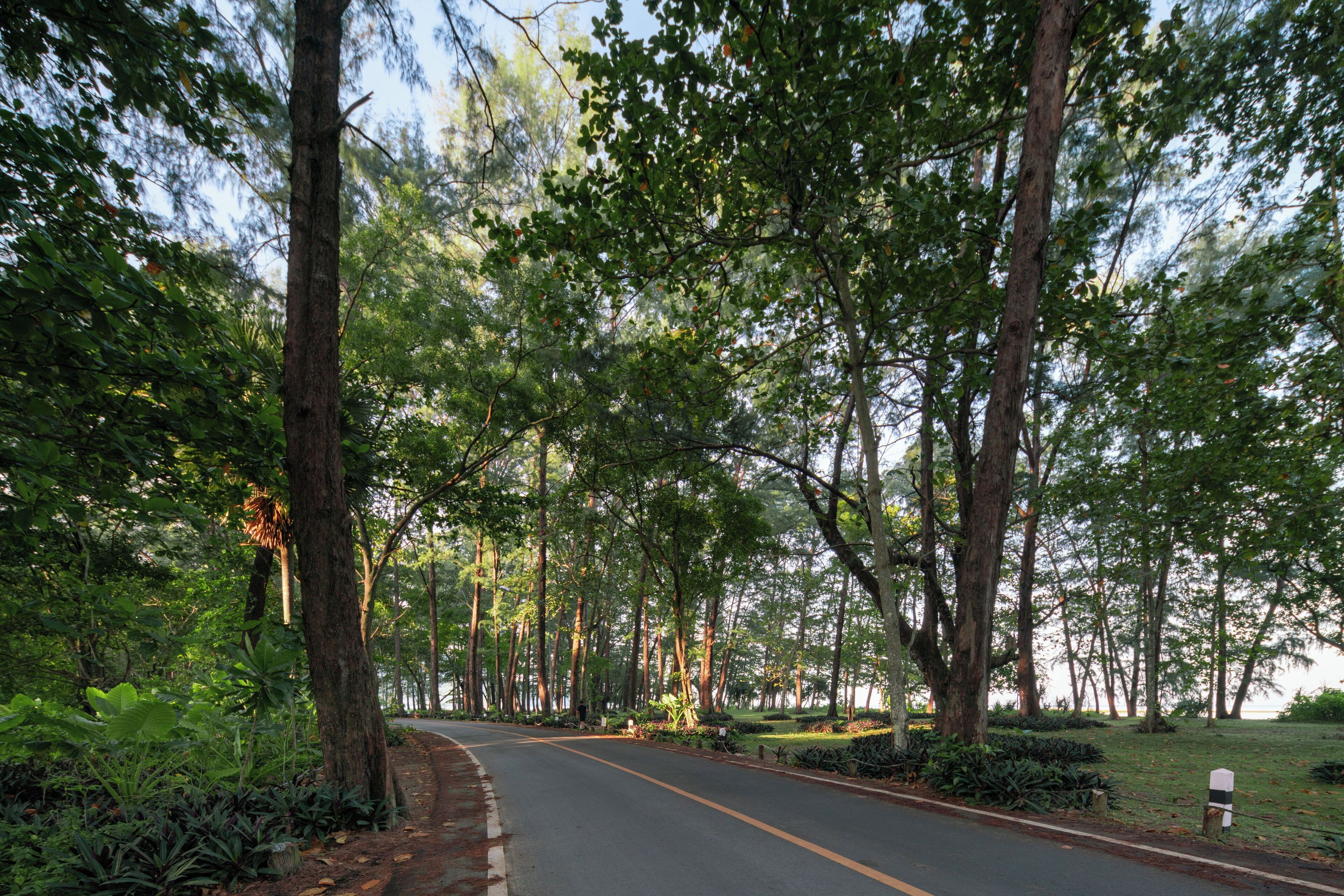 A tree-lined road with a clear path and a mailbox on the right.