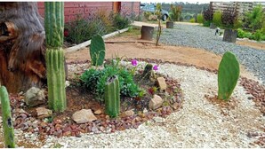 Un jardín con diversos cactus y suculentas, rodeado de grava y rocas.