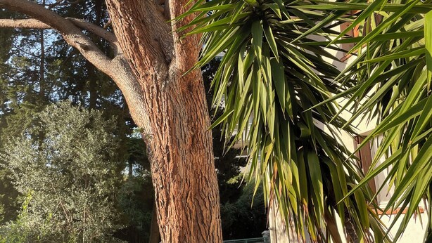 Un árbol grande con una mesa y sillas en el patio.