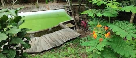A small outdoor pool surrounded by dense foliage and a wooden deck.