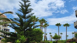 A paved pathway lined with palm trees and a large coniferous tree, leading to a building with a tiled roof. - Beachfront 3 Bed Apt San Luis De Sabinillas (San Luis de Sabanillas)