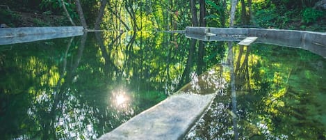 A tranquil outdoor pool with a concrete edge, surrounded by dense greenery and trees.