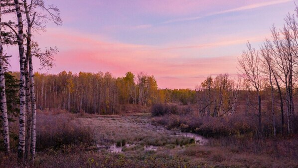 A natural landscape with a variety of trees and a stream.