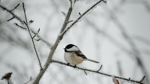 Een vogel zit op een met sneeuw bedekte tak.
