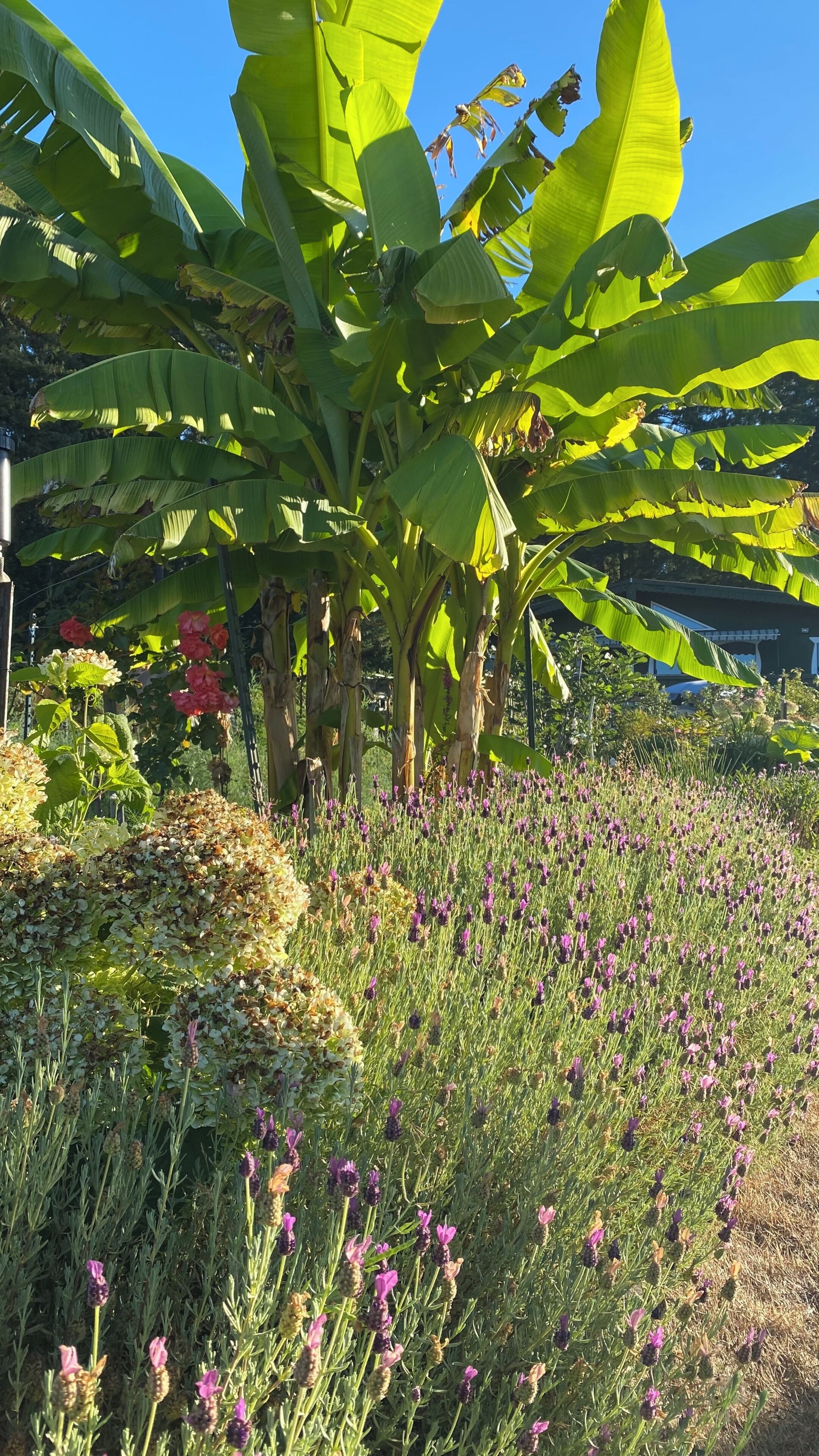 A garden with banana trees and purple flowers.