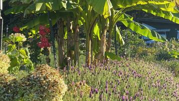 A garden with banana trees and purple flowers.