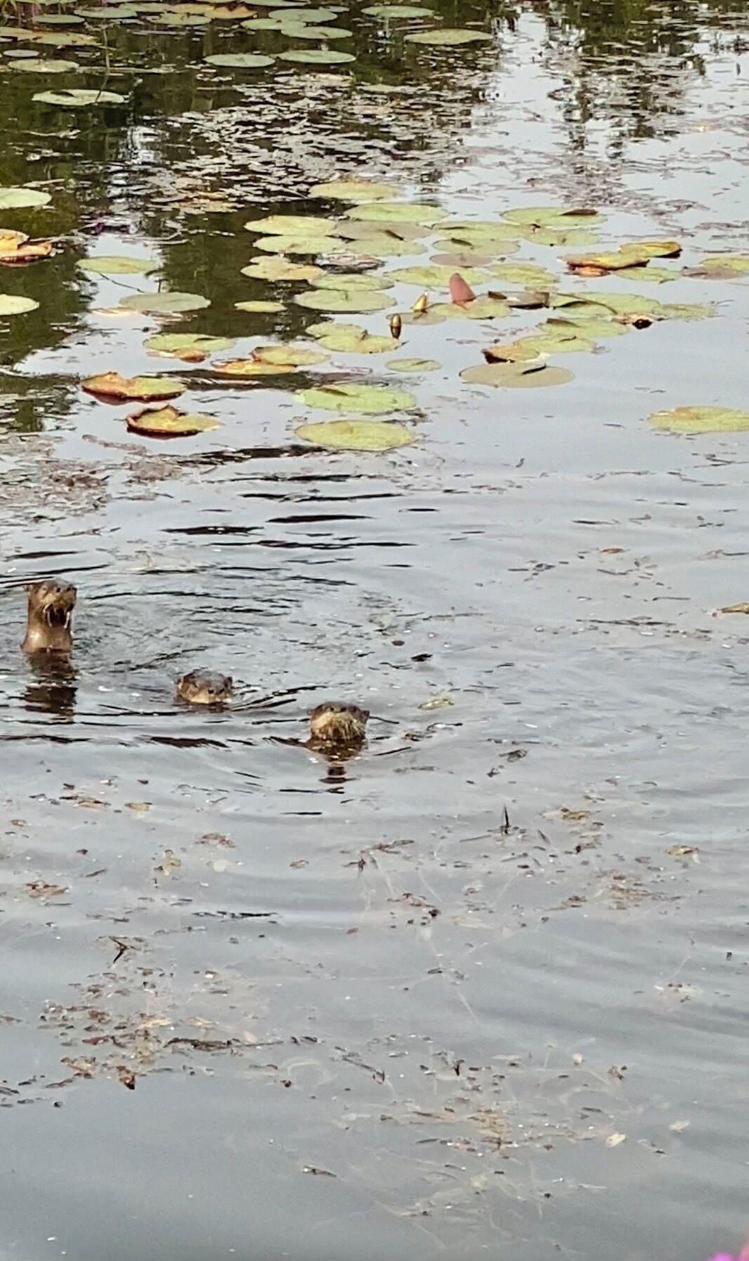Vesialue, jossa on lumpeenlehtiä ja kaksi uivaa karhua.