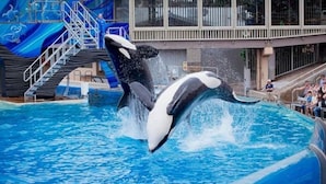 A pool with a dolphin jumping out of it. - 1 Medallion Modern City 7 rooms 20+ Views with AC (San Diego)