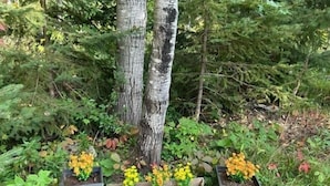 Un jardin avec trois jardinières en bois contenant des fleurs jaunes, entouré d’arbres et de verdure.